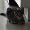 Scat cat