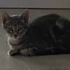 Scat cat