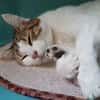 Cajoline