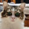 BINGA