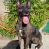 XENA (Animalea)