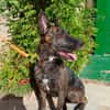 XENA (Animalea)