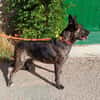 XENA (Animalea)