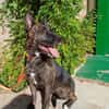 XENA (Animalea)