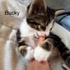 bucky
