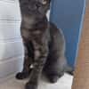 ROMEO