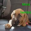 Mora