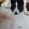 HERA ist das ideale Familienmitglied