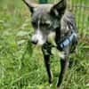 Salome - ruhiger Hund