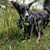 Salome - ruhiger Hund