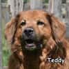 TEDDY