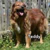 TEDDY