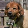 TEDDY
