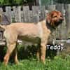 TEDDY