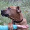 Tyson, su. Paten