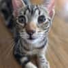 Simon sucht Dich (Bengalmix)