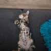 Simon sucht Dich (Bengalmix)