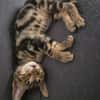 Simon sucht Dich (Bengalmix)