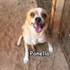 PANELLA