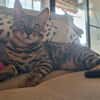 Bengalkater Anton sucht ein neues Zuhause