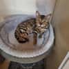 Bengalkater Anton sucht ein neues Zuhause