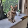 Bengalkater Anton sucht ein neues Zuhause