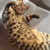 Bengalkater Anton sucht ein neues Zuhause