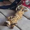 Bengalkater Anton sucht ein neues Zuhause