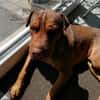 Bazsi, freundlicher Shar Pei Mischling geb. 05/2023