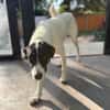 Aphrodite -  nach bewegten Start sucht sie ihr Zuhause