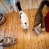 Dobby, Loki und Whiskey aus dem Tierschutz