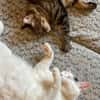 Dobby, Loki und Whiskey aus dem Tierschutz