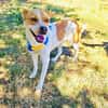 Traumhund Ginger sucht Körbchen