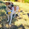 Traumhund Ginger sucht Körbchen