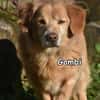 GOMBI