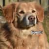 GOMBI