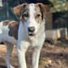 LILOU - pure Niedlichkeit sucht zu Hause