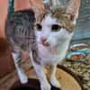 Adelaide & ihre fünf Tigerchen  Zuhause gesucht