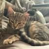 Adelaide & ihre fünf Tigerchen  Zuhause gesucht