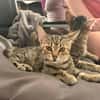 Adelaide & ihre fünf Tigerchen  Zuhause gesucht