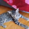 Adelaide & ihre fünf Tigerchen  Zuhause gesucht