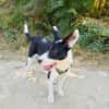 Dumbo sucht ein Zuhause