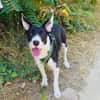 Dumbo sucht ein Zuhause