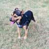Bobby der gute Laune Hund