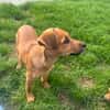 Ida ein Dackel Pinscher Mix Mädchen