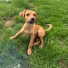 Ida ein Dackel Pinscher Mix Mädchen