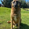 Tyson sucht sein Zuhause