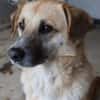 Nancy, Traumhündin sucht ihre Familie 🐾