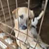 Nancy, Traumhündin sucht ihre Familie 🐾