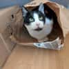 Felix sucht sein Für-Immer-Zuhause